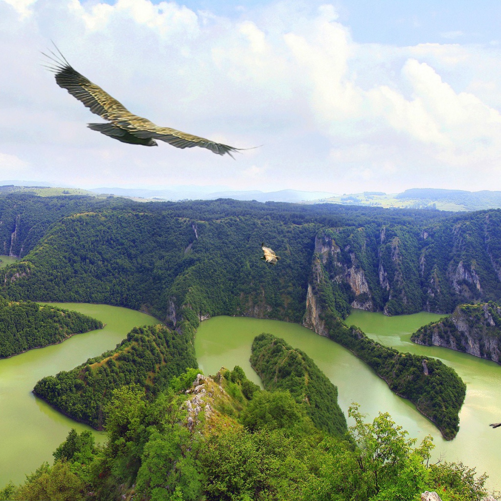 Орел летит над рекой