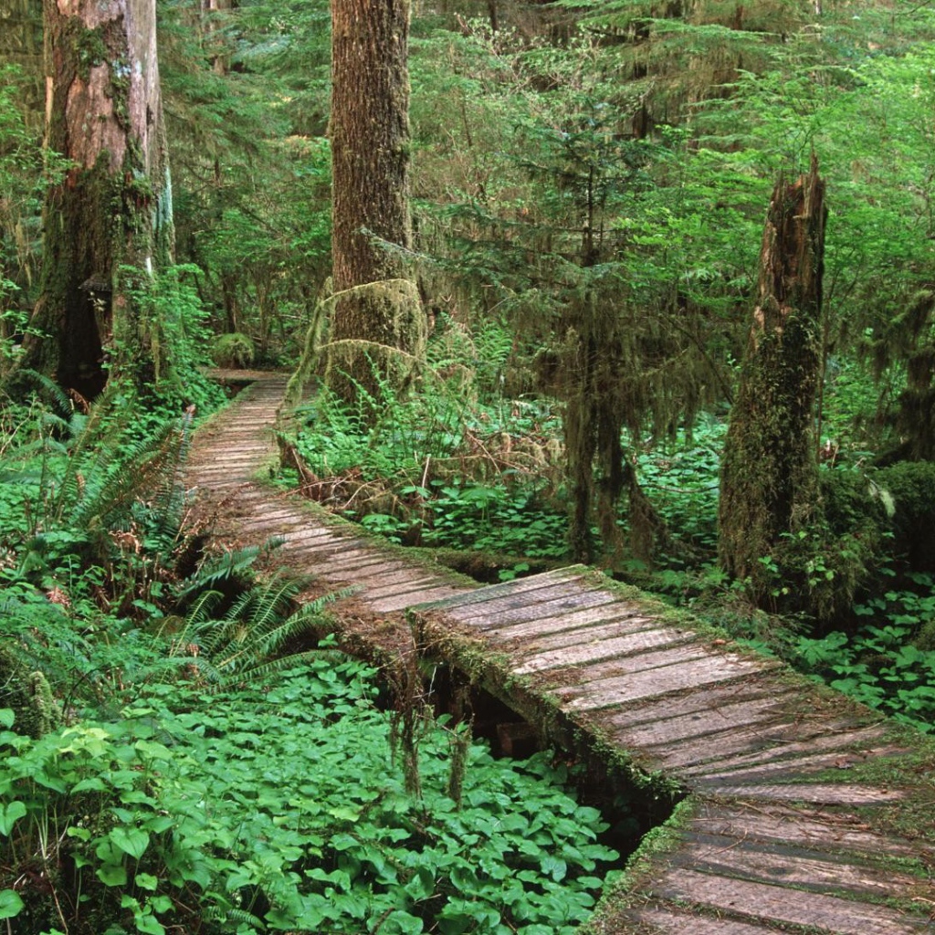 	   The road through the swamp