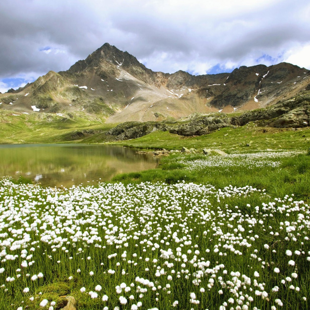 Долина с одуванчиками