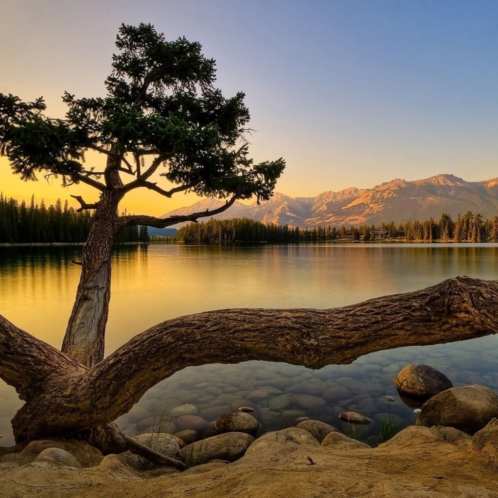 Старое дерево на берегу озера