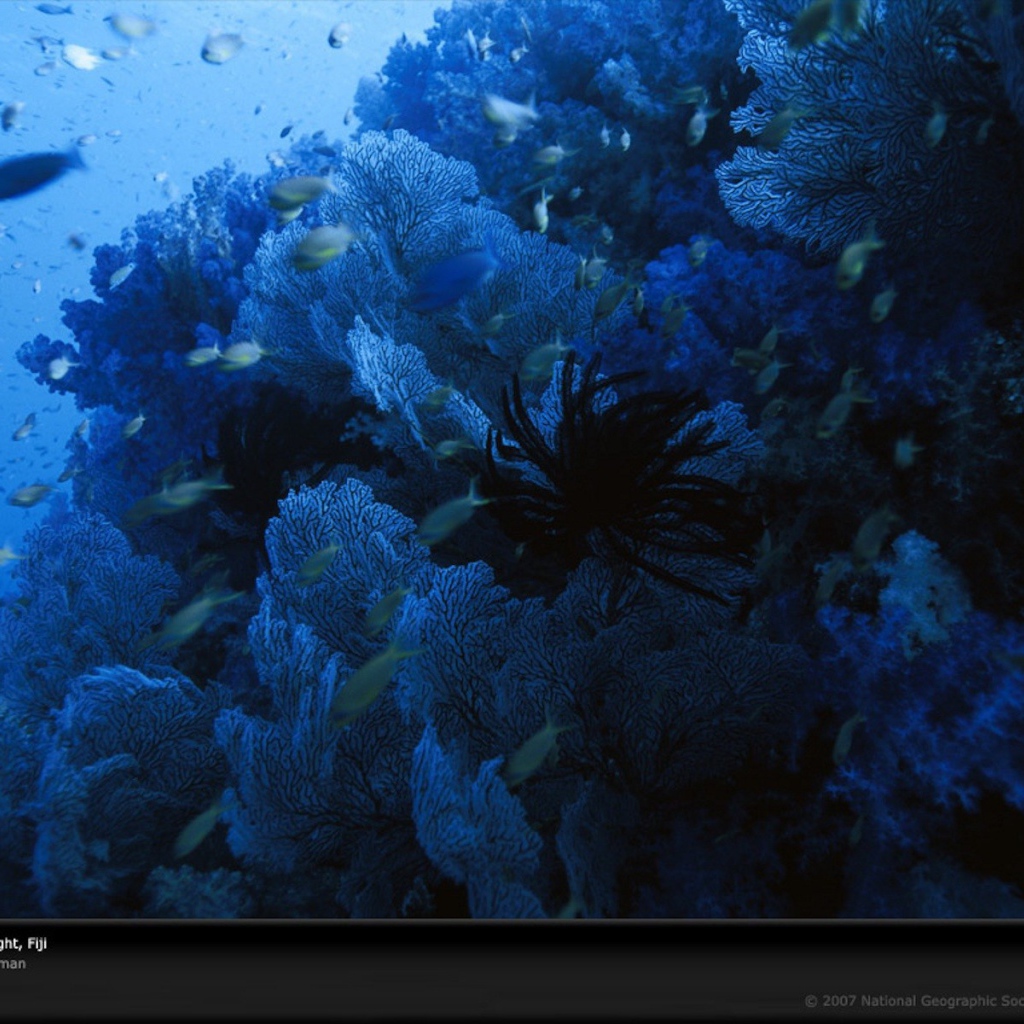 Голубое подводное царство