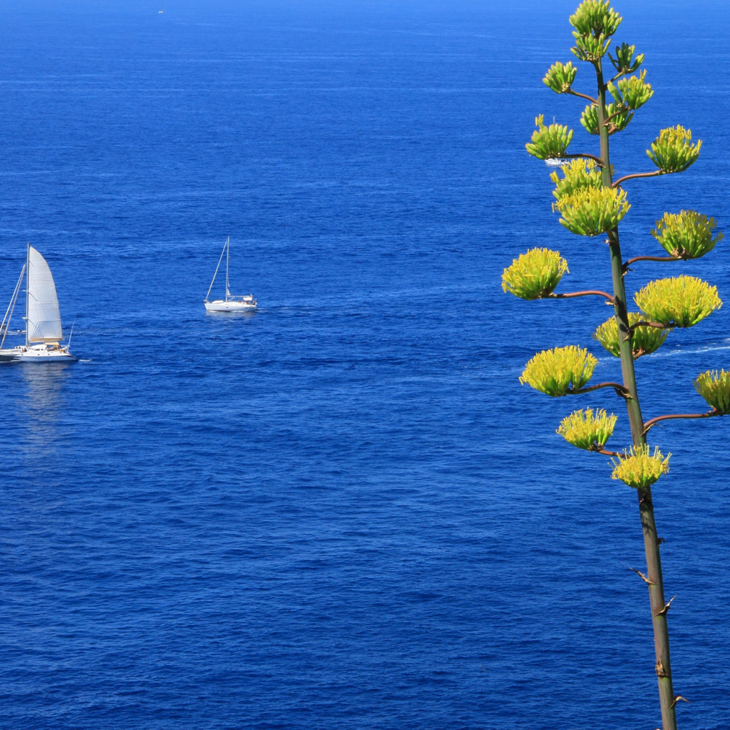 Парусники в море