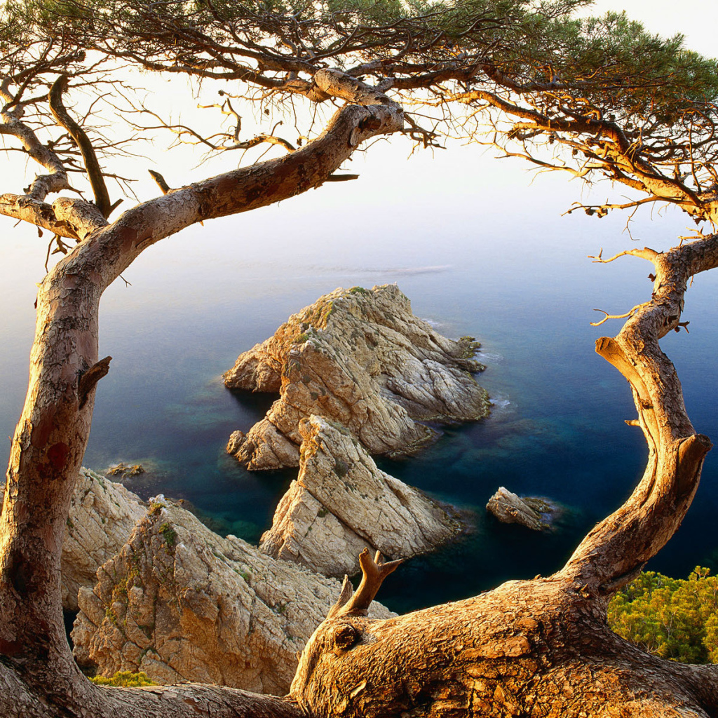 Дерево на скале у моря