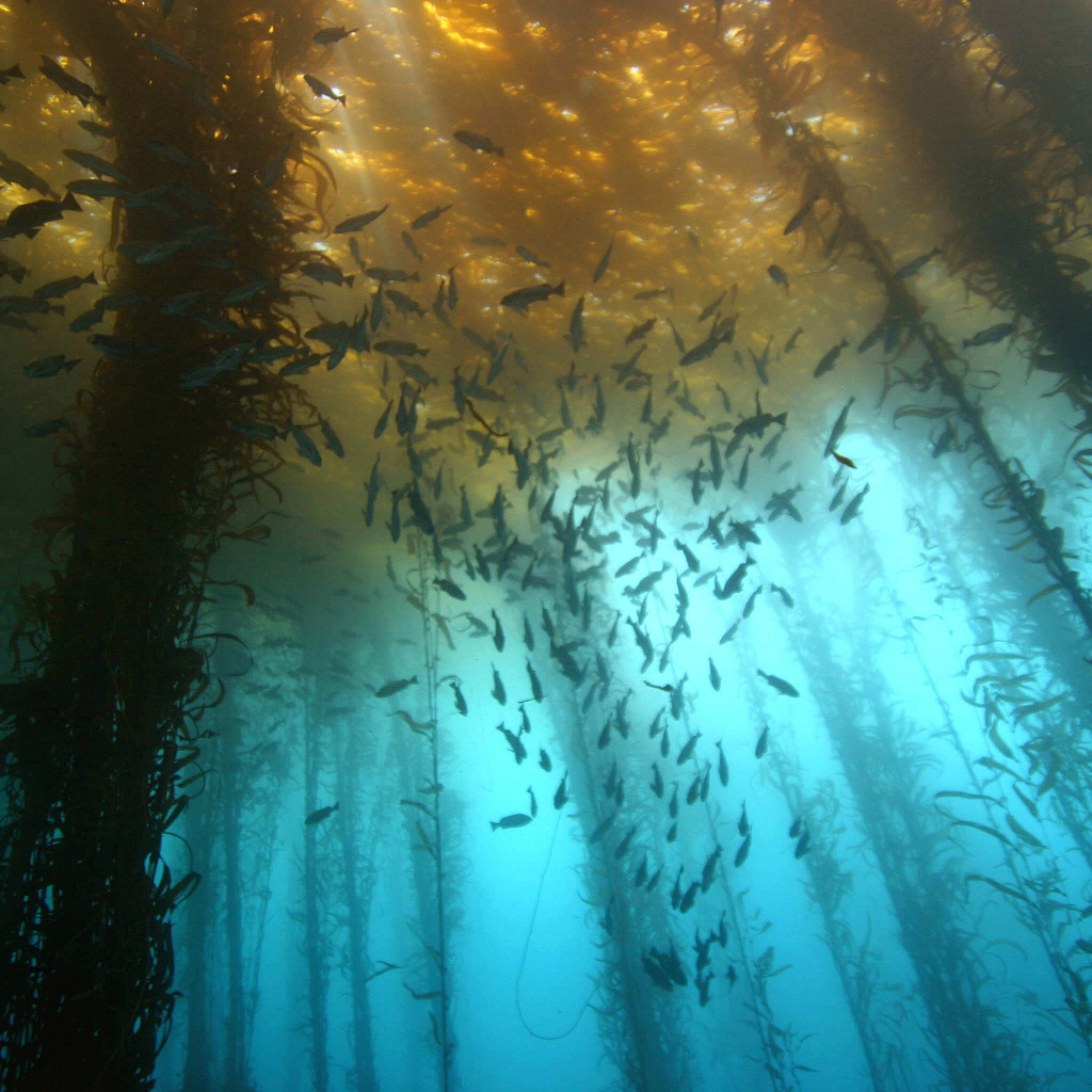 Подводный лес из водорослей