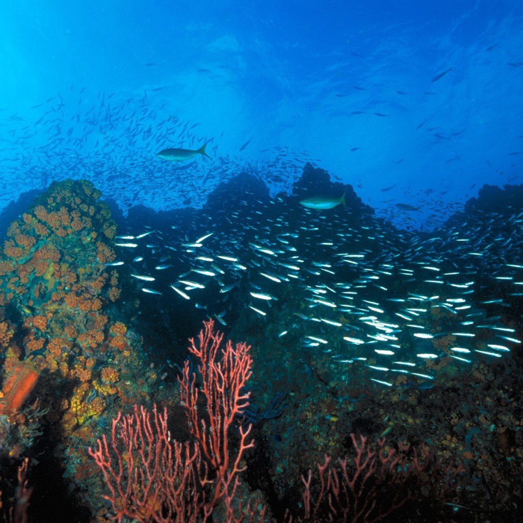 Подводный ландшафт