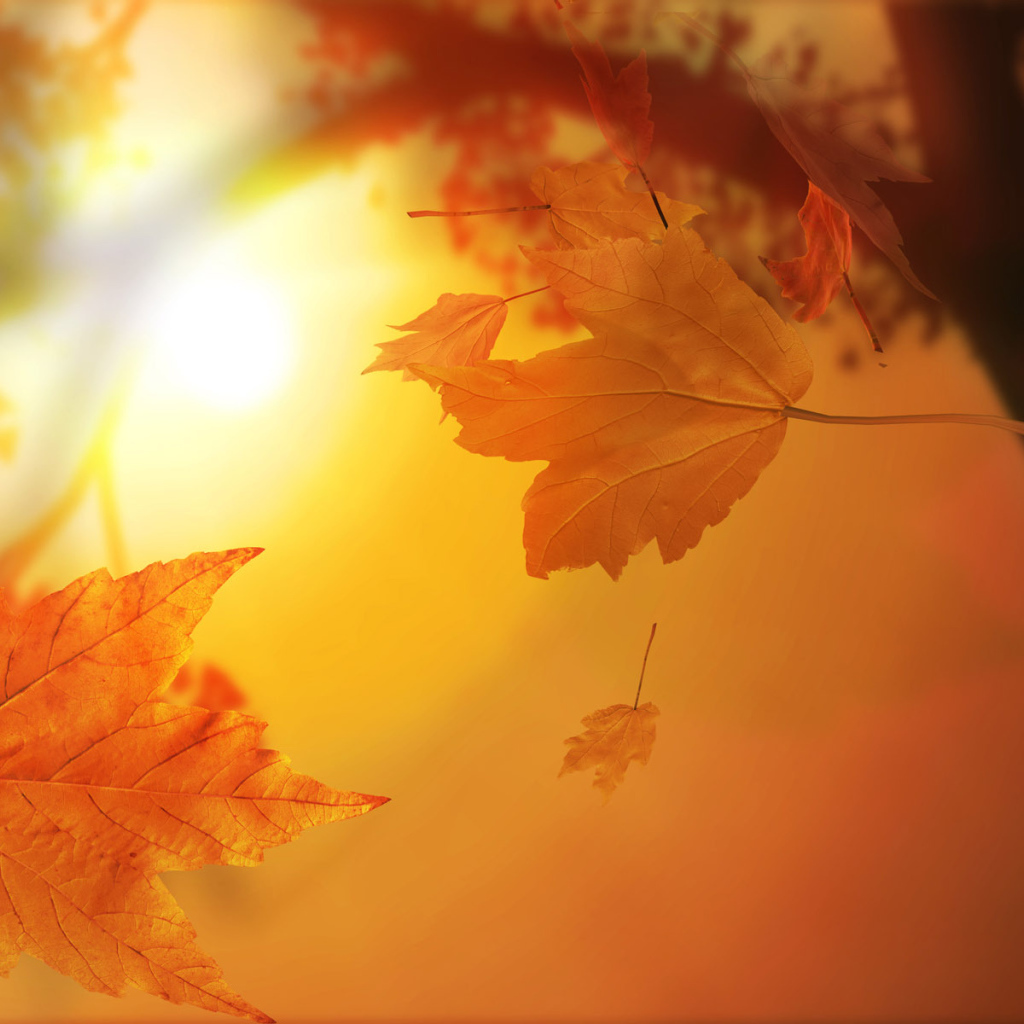 Autumn leaves in the sun