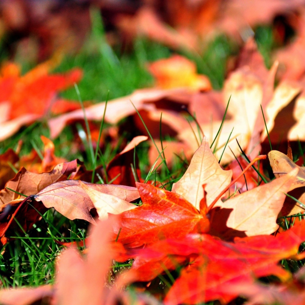 Осенние листья на траве