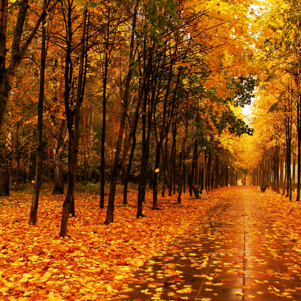 Walk in the autumn park
