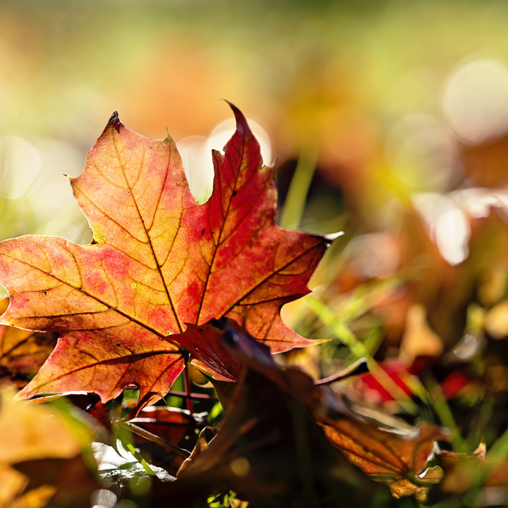 Осенний лист в траве