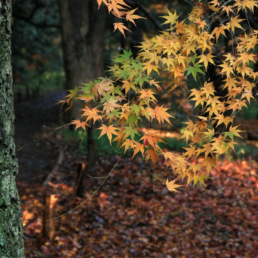 Осеннее дерево в лесу