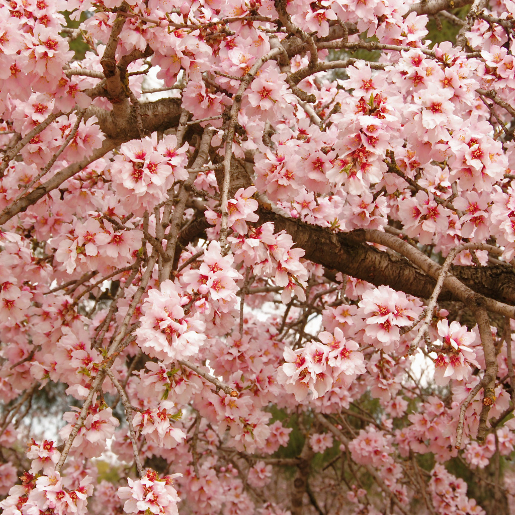 Красивое весеннее цветущее дерево