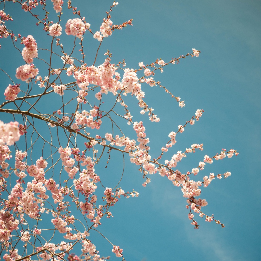 Красивое дерево цветущее весной