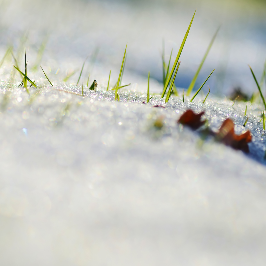 Spring grass from under the snow