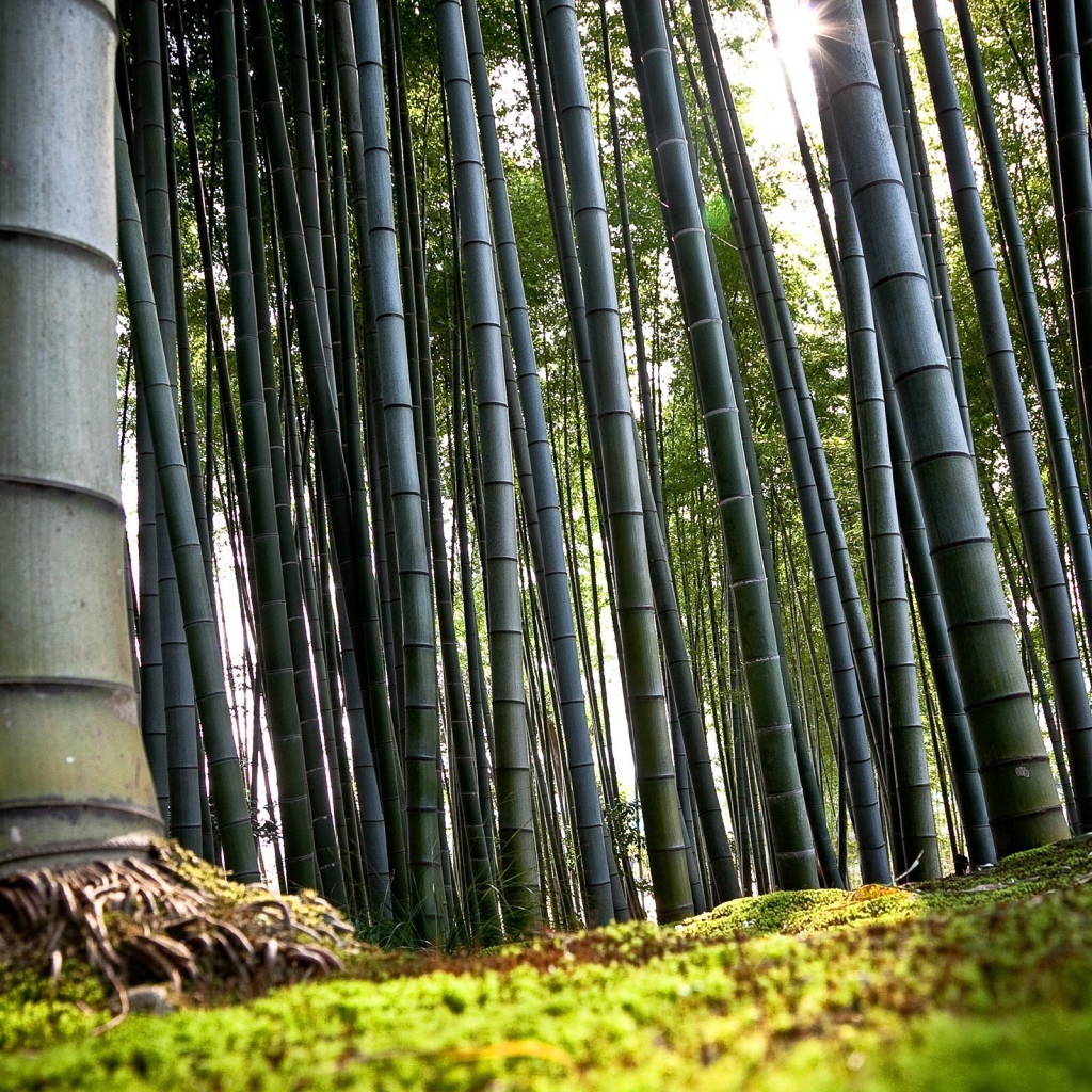 Weather in the bamboo forest in the spring