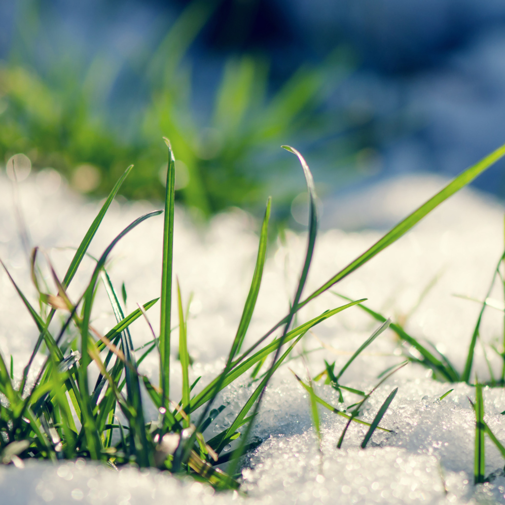  Early grass from under the snow in spring