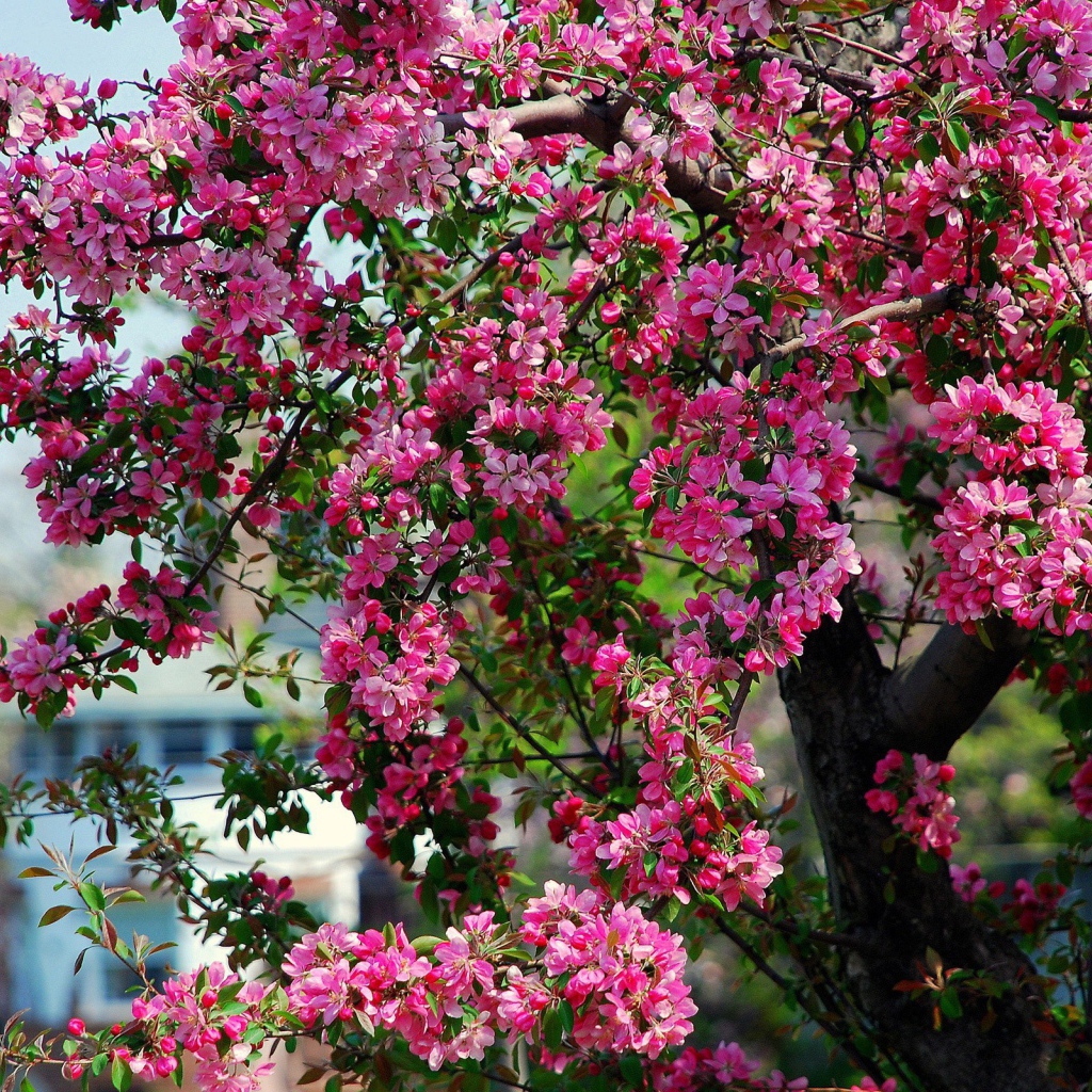Дерево с весенним цветом 