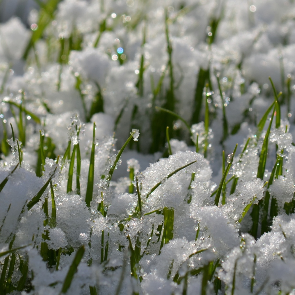  Young spring grass from under the snow