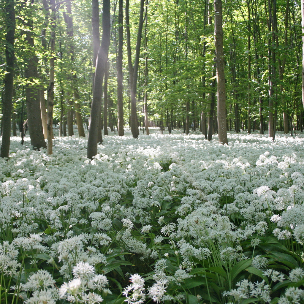 	   Spring flowers in the forest