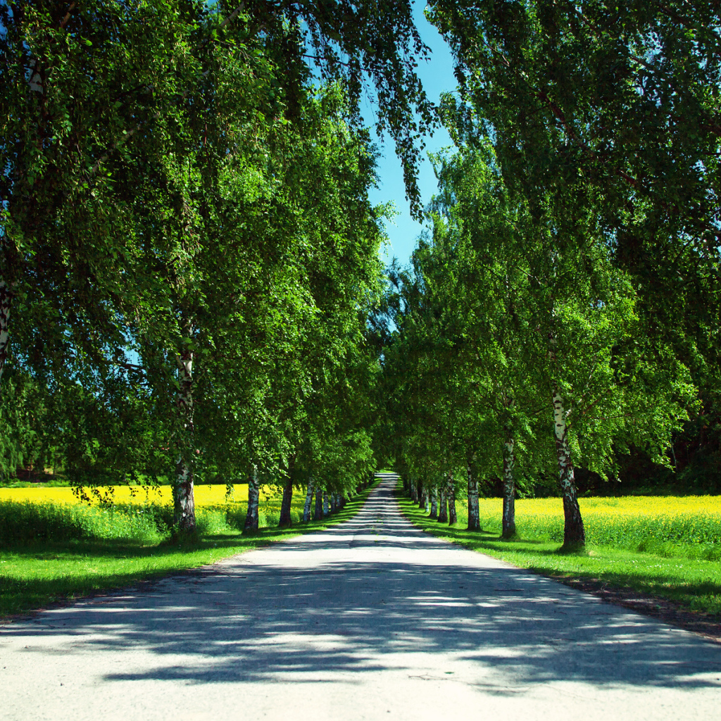 Дорога среди берез летом