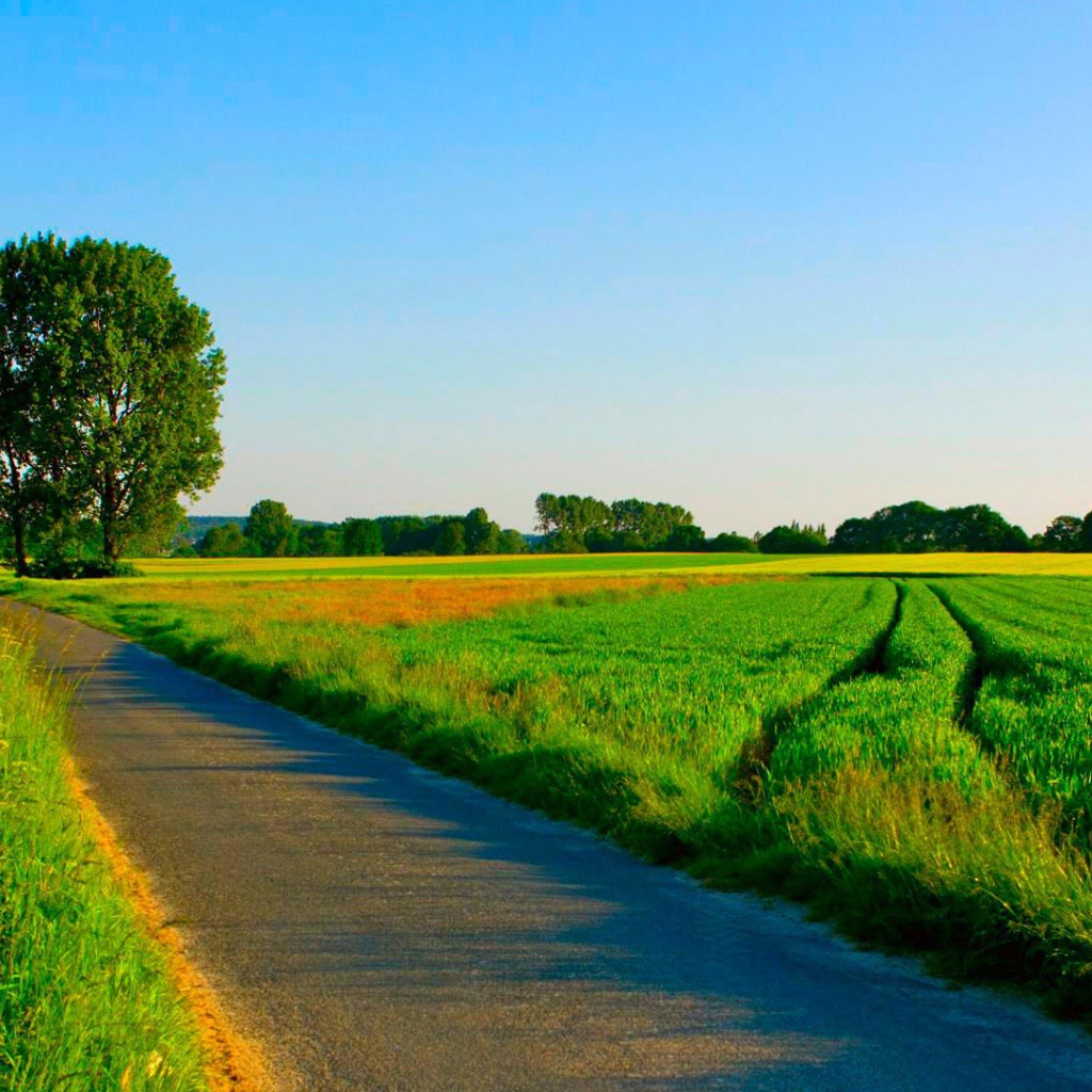 Summer road among manicured fields