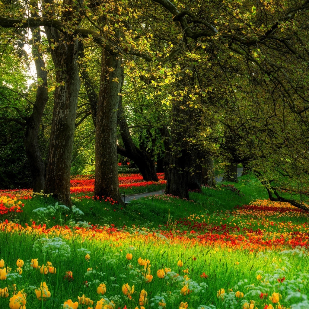 Цветочная поляна в парке