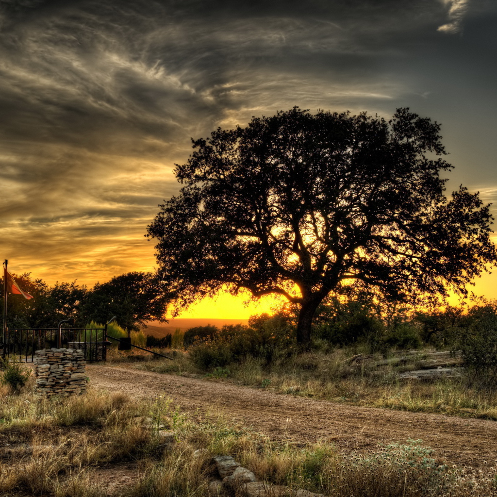 Дерево у дороги