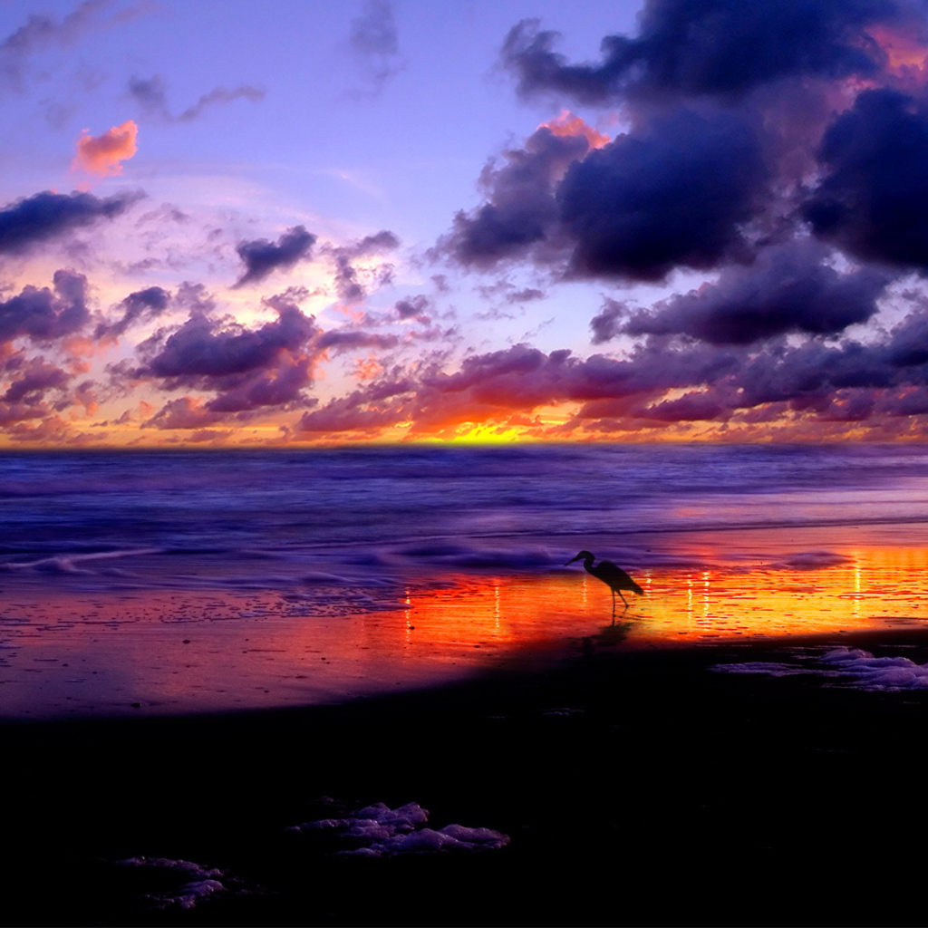 Птица гуляет по пляжу