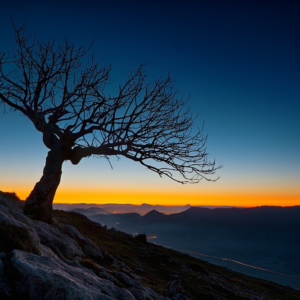 Засохшее дерево на закате