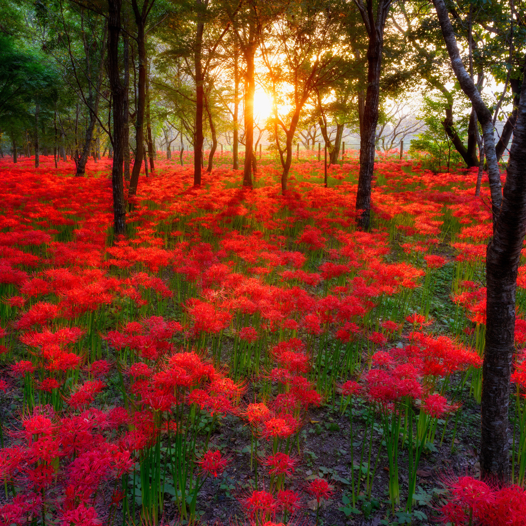 Поляна цветов на фоне заката