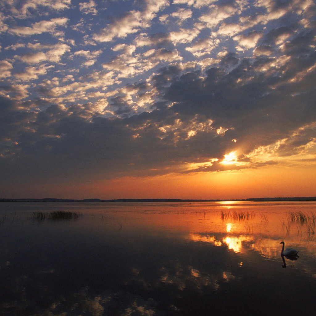Одинокий лебедь на озере