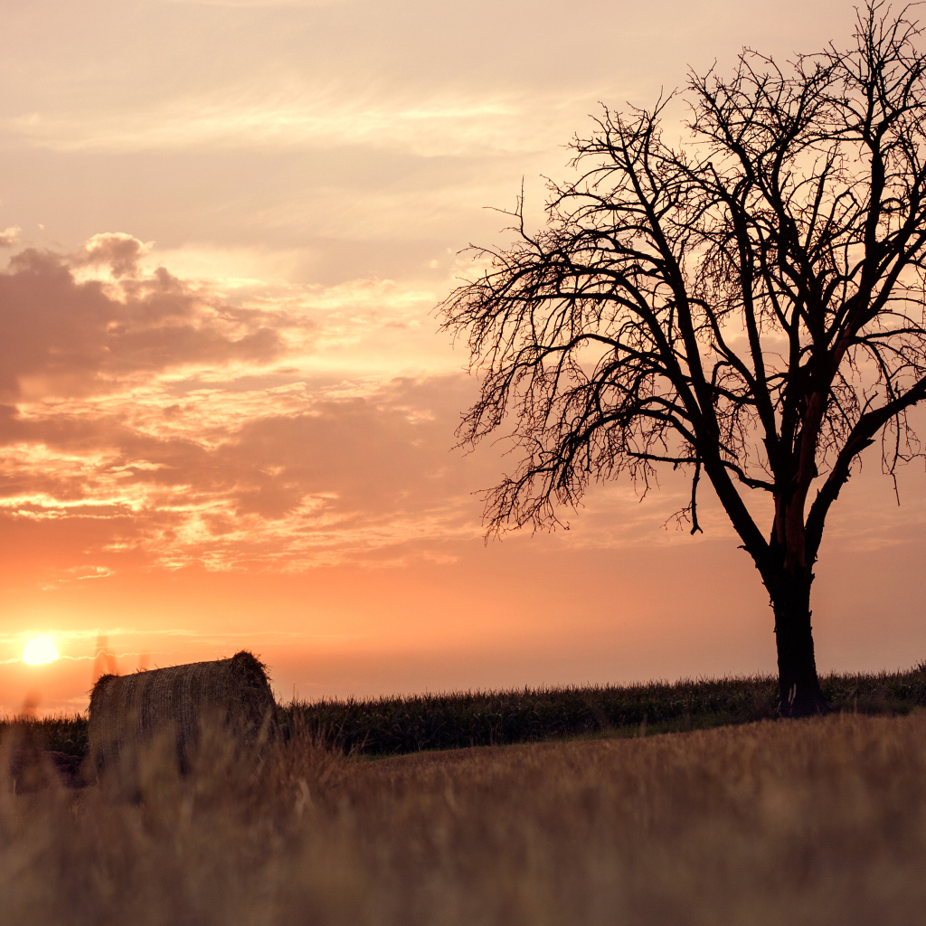 Одинокое дерево на фоне заката