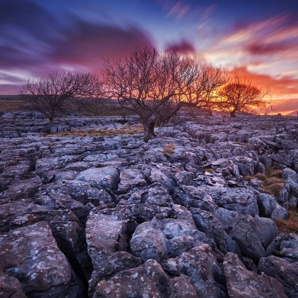 Закат и сухие деревья