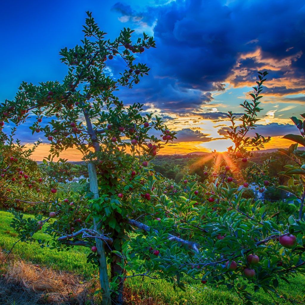 Закат в яблоневом саду
