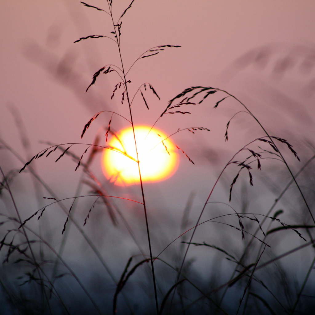 Закат в траве