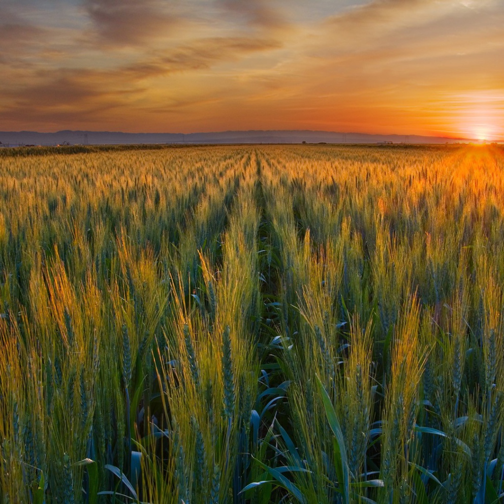 Закат над полем в Калифорнии