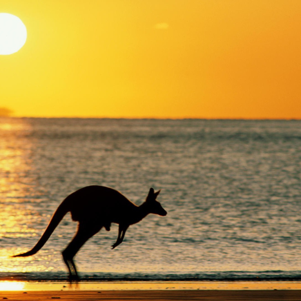 Закат с кенгуру