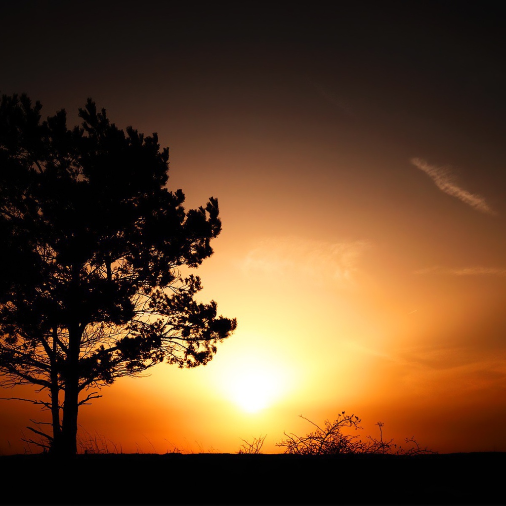 Солнце за одиноким деревом
