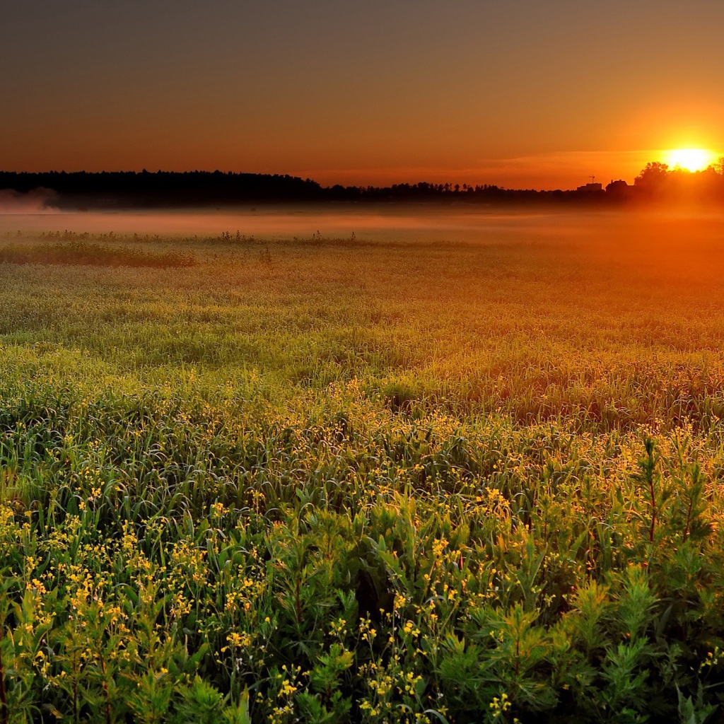 Солнце садится за лес