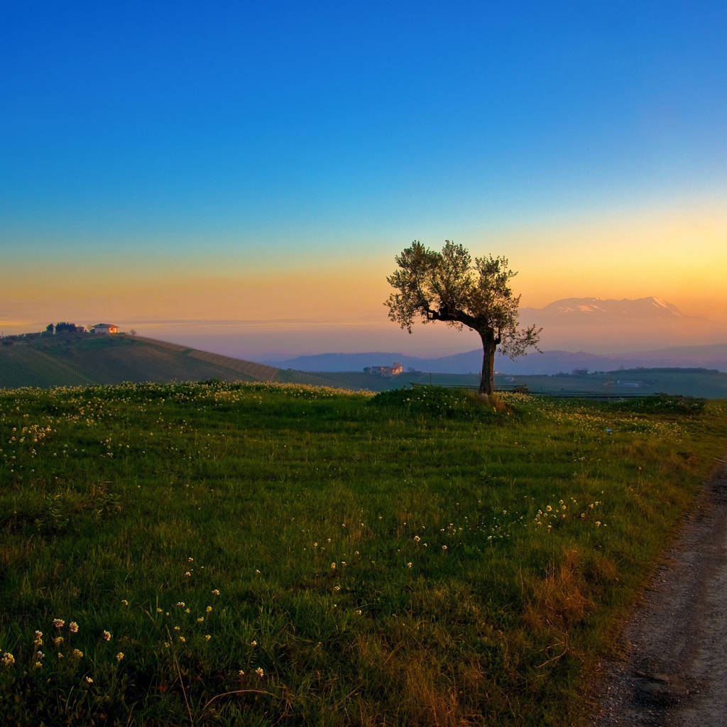 Дерево и закат