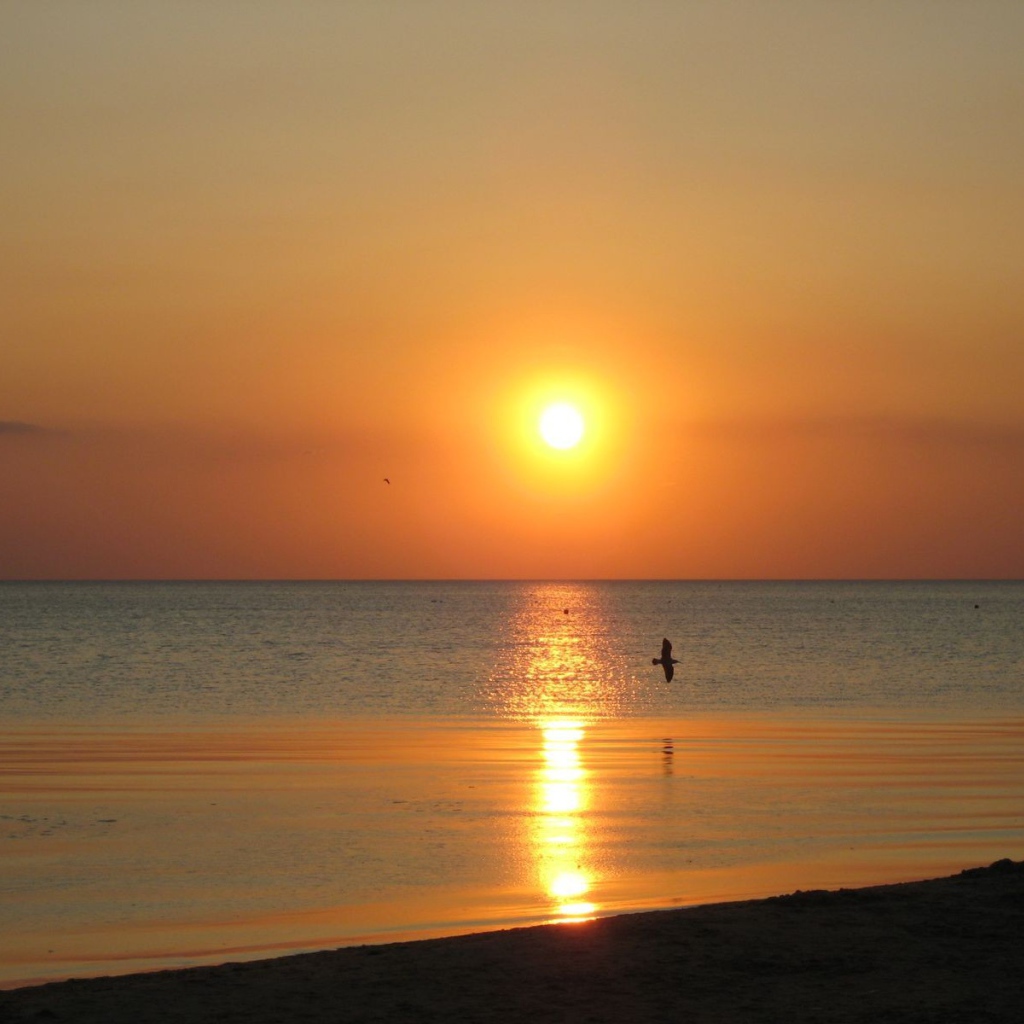 Птица над морем на закате