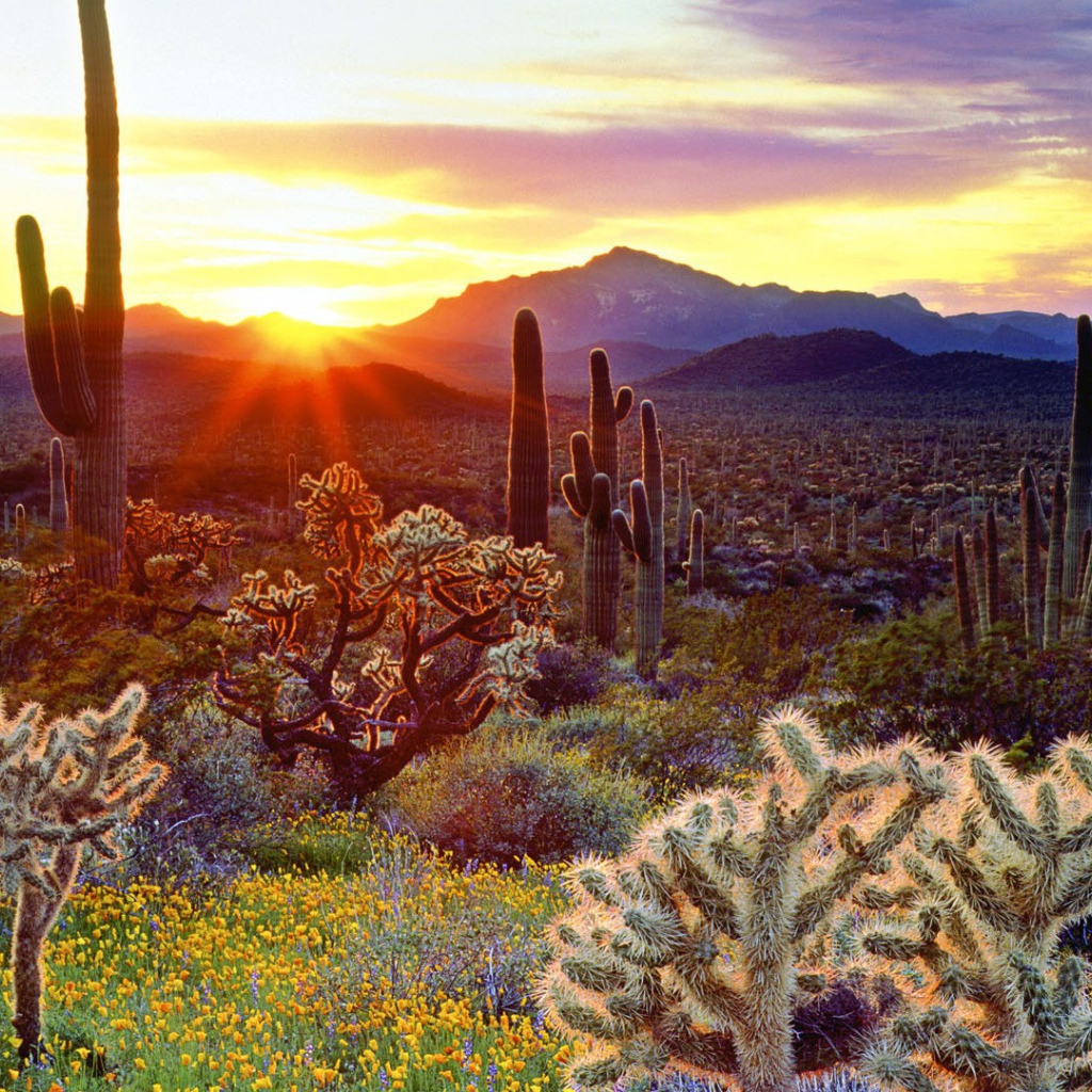 Закат над кактусами