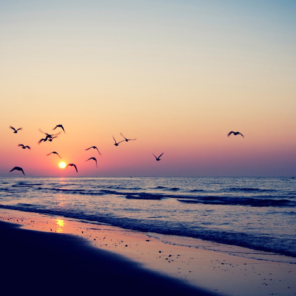 Птицы летят на закат