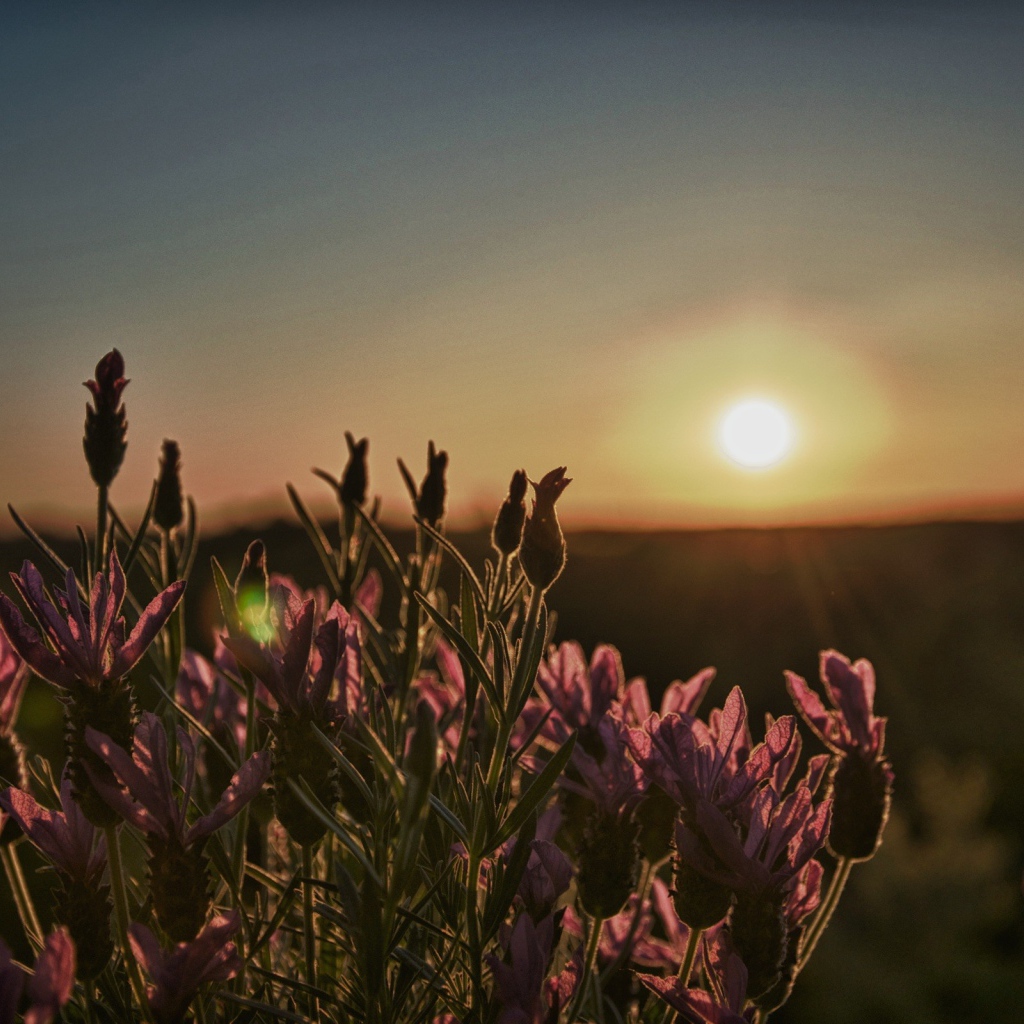 Цветы провожают солнце