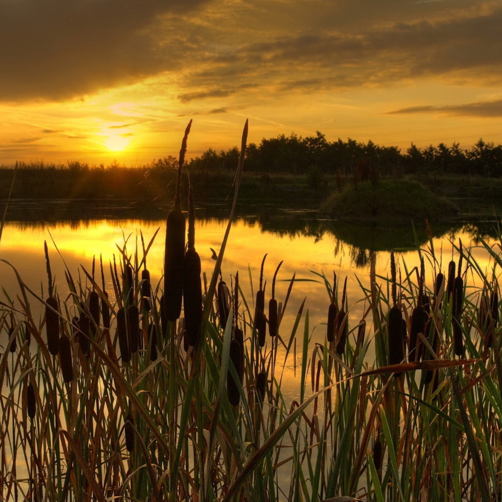 Закат в камышах