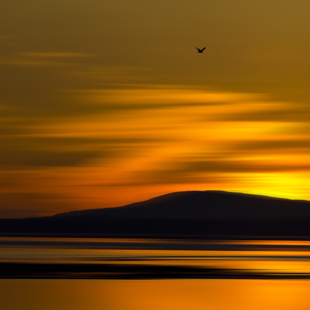 Птица летит на закате