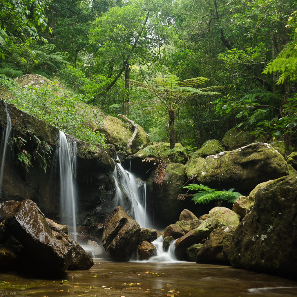 Заросли и водопад