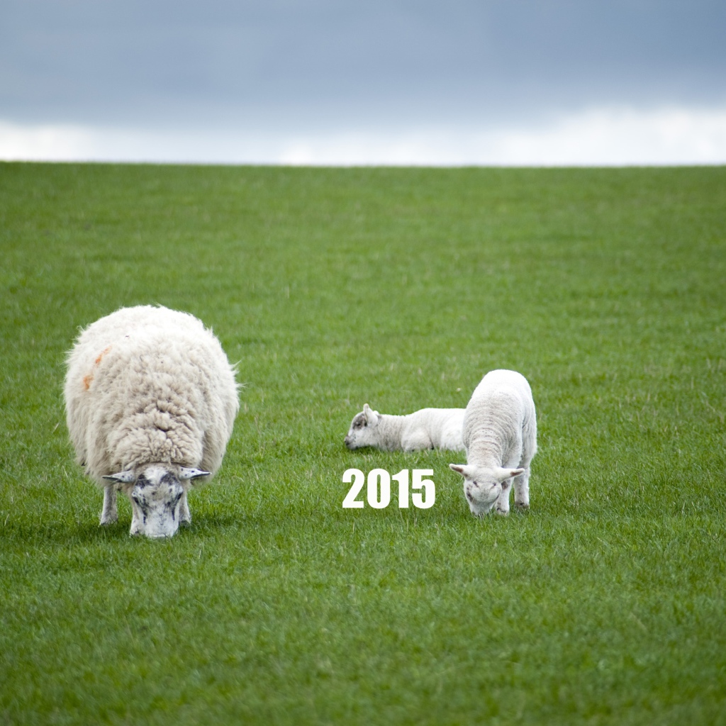Новый Год овечки 2015
