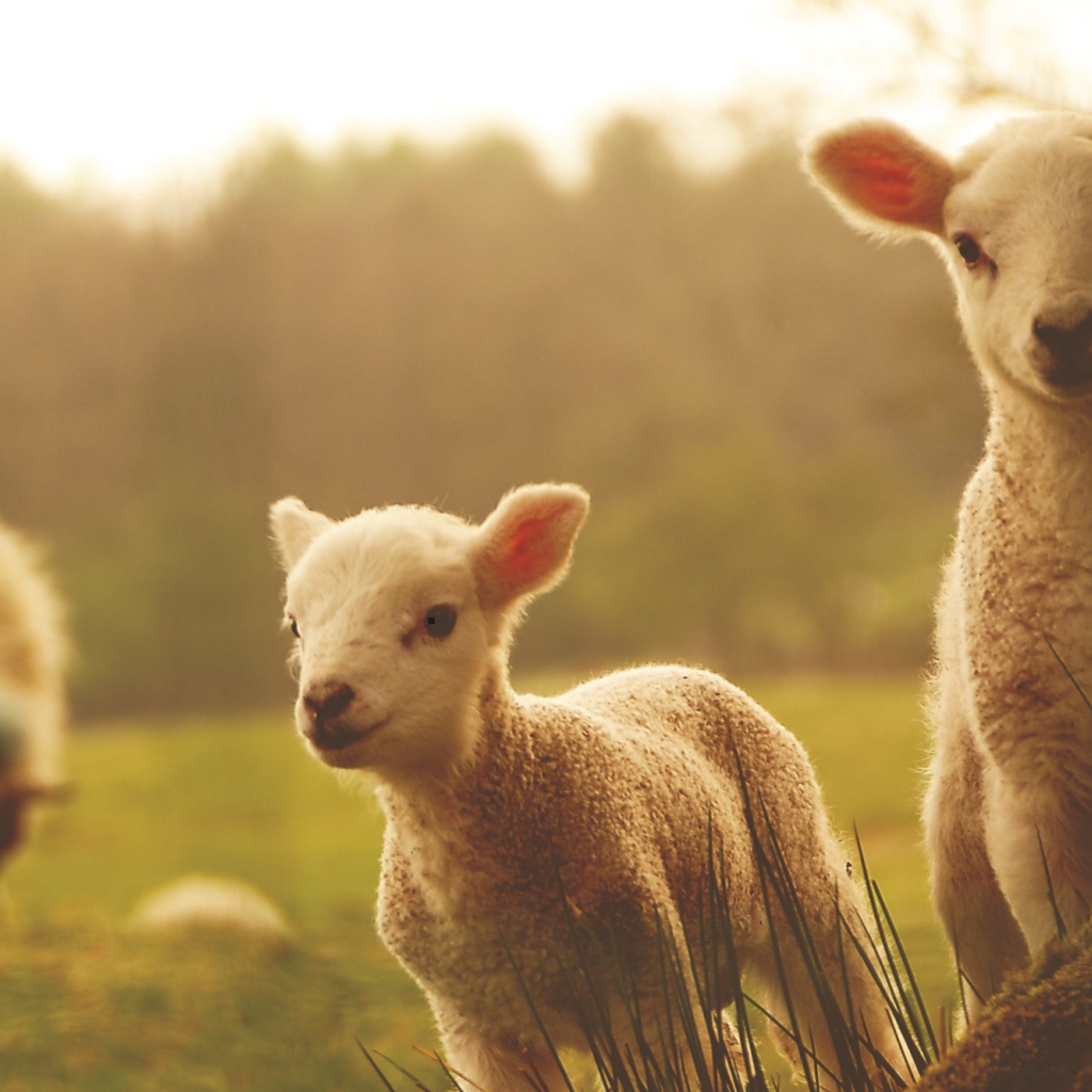 Новый Год 2015 овечки