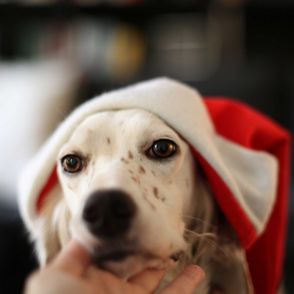 Собака встречает Новый год