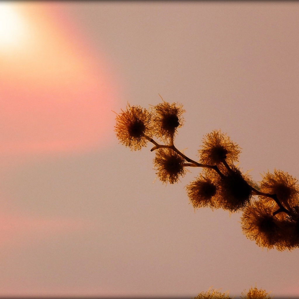 Абстрактная ветка растения